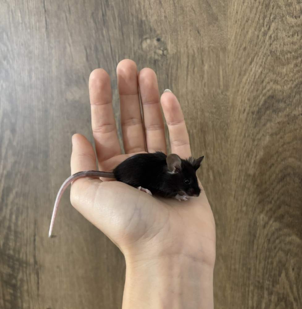 Fancy mouse Pet only Mus musculus 