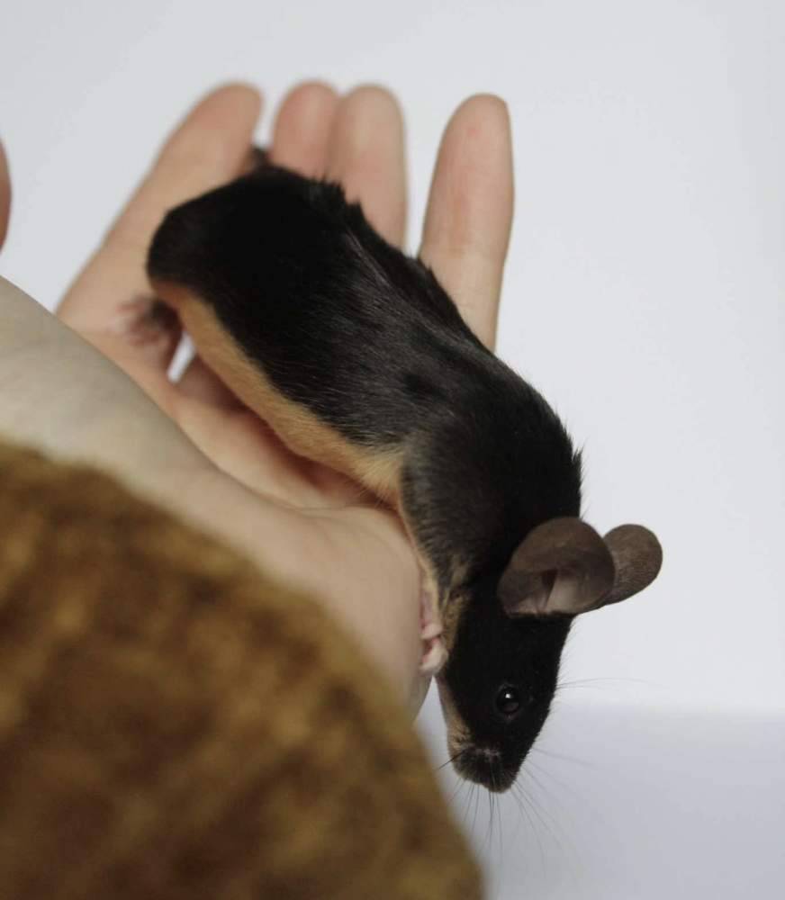 Fancy mouse Breeder Mus musculus 