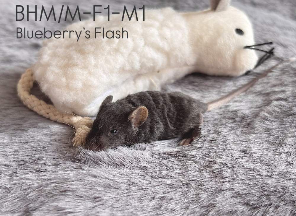 Fancy mouse Pet only Mus musculus 