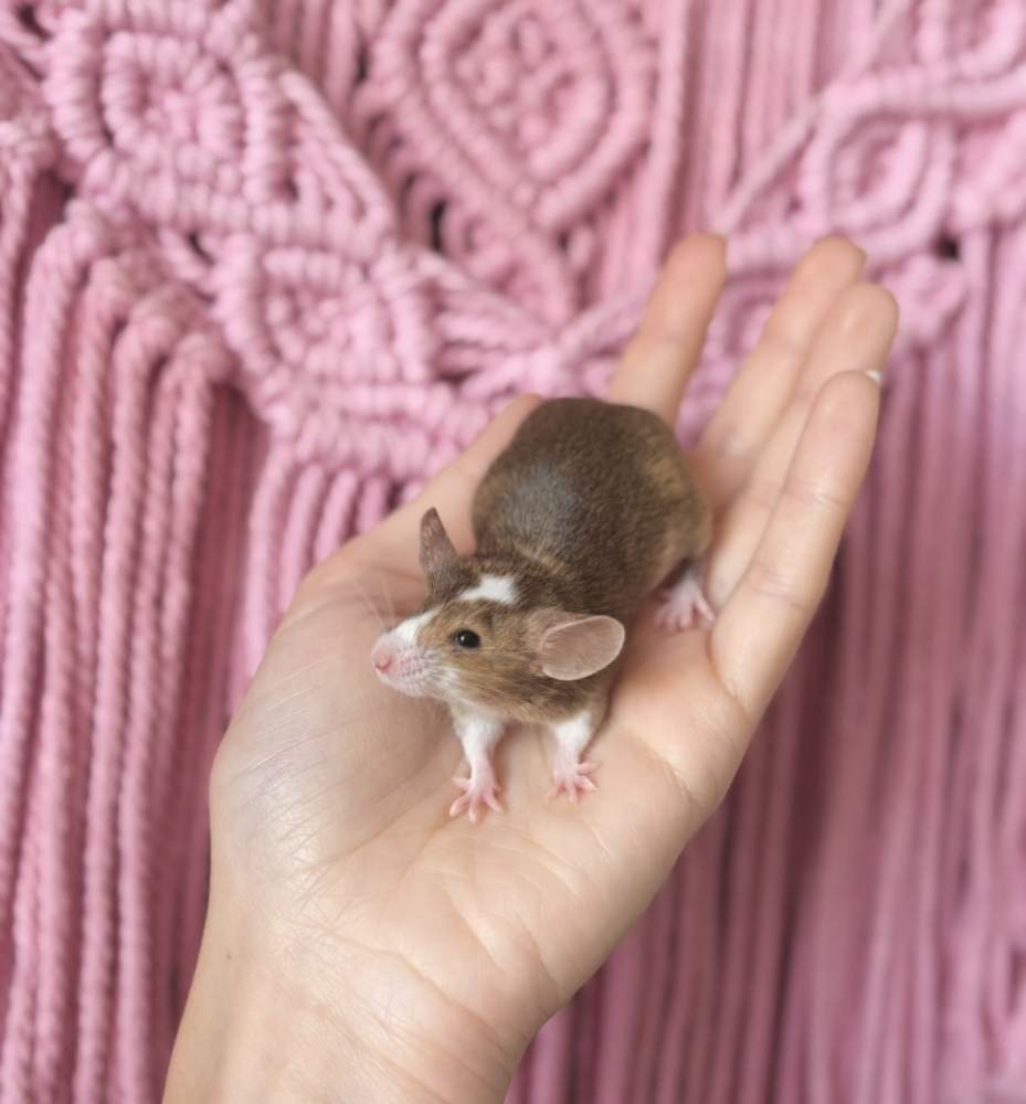 Fancy mouse Breeder Mus musculus 