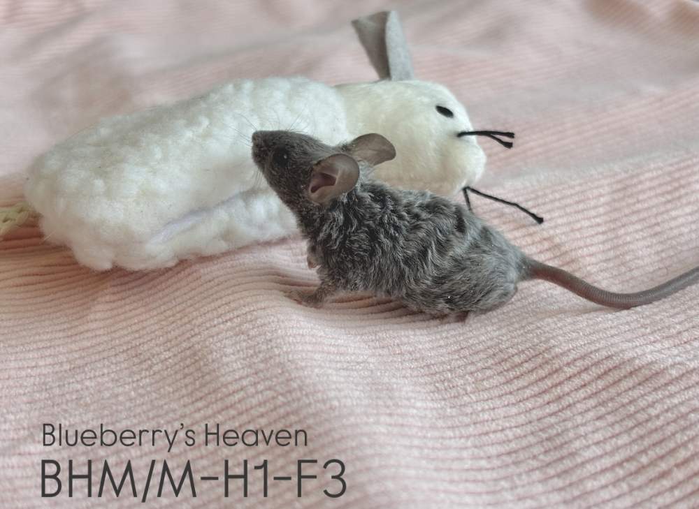 Fancy mouse Pet only Mus musculus 