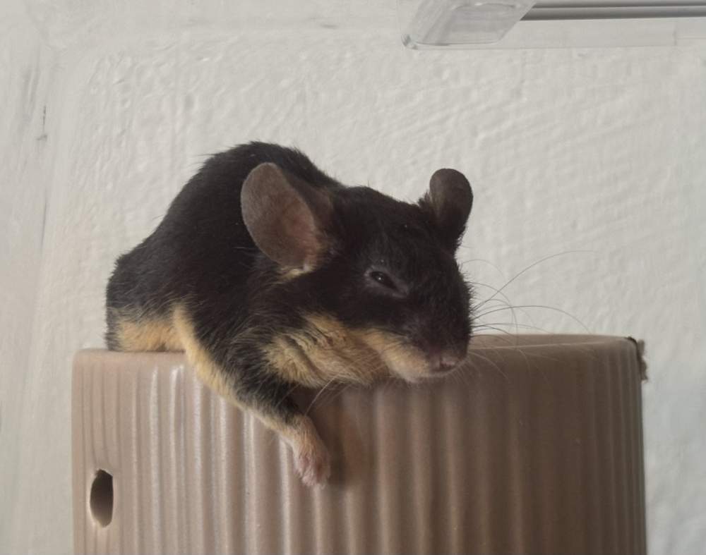 Fancy mouse Breeder Mus musculus 