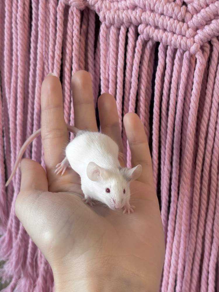 Fancy mouse Pet only Mus musculus 
