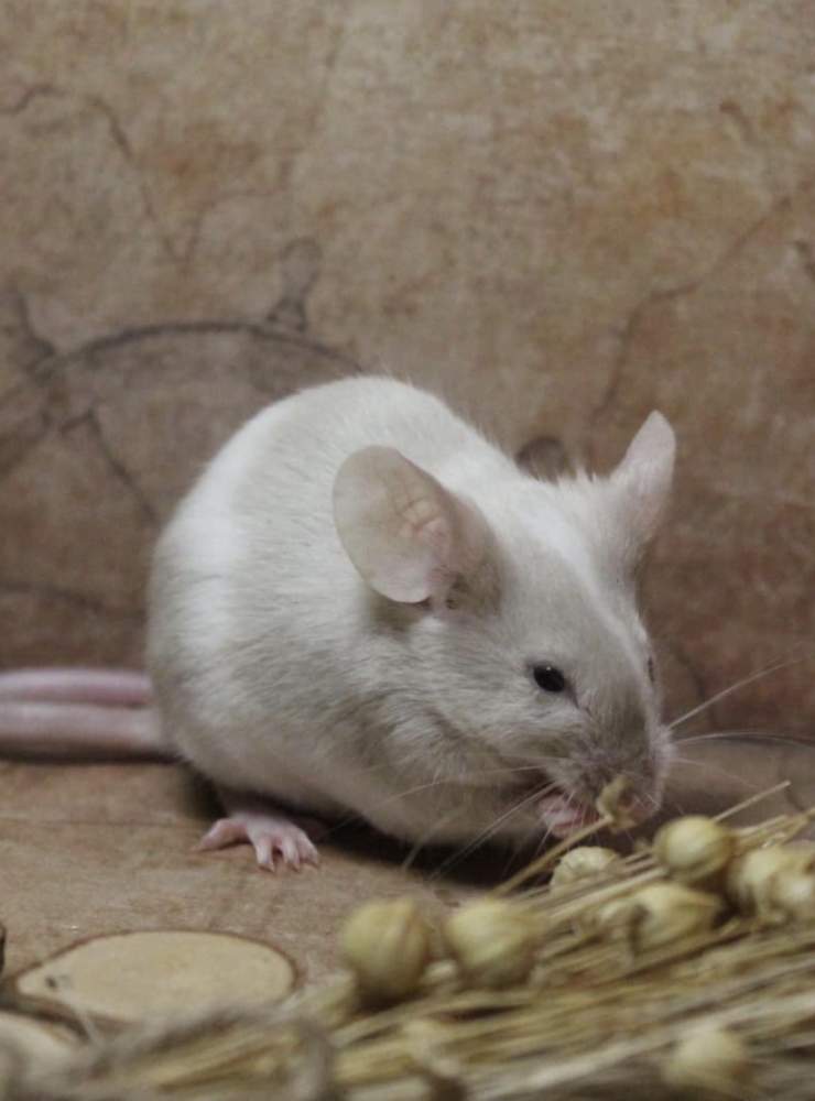 Fancy mouse Breeder Mus musculus 