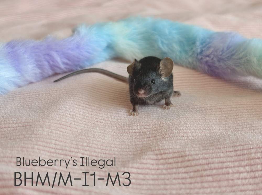 Fancy mouse Pet only Mus musculus 