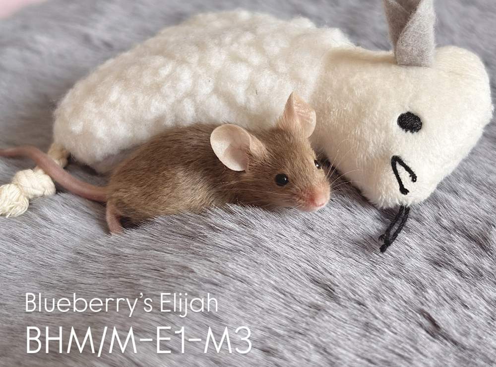 Fancy mouse Pet only Mus musculus 