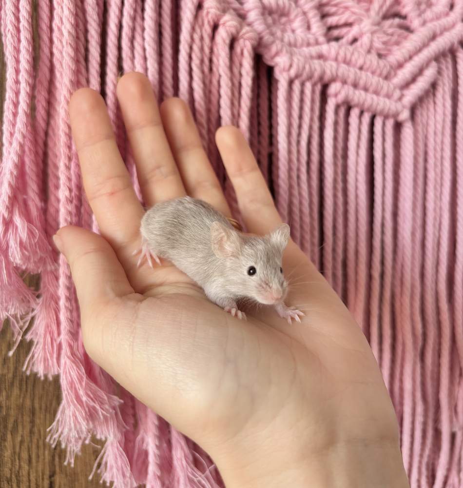 Fancy mouse Pet only Mus musculus 