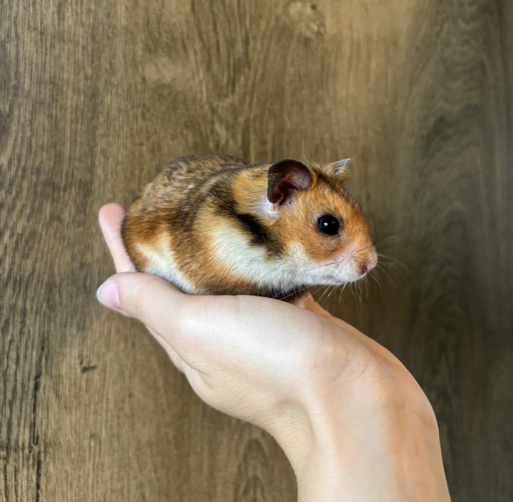 Golden hamster Pet only Mesocricetus auratus 