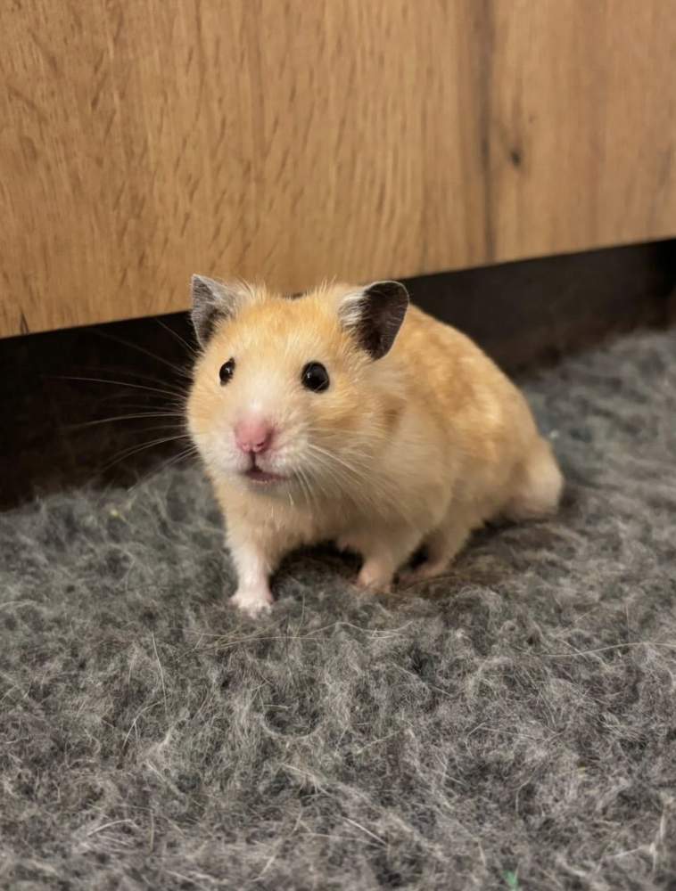 Golden hamster Breeder Mesocricetus auratus 
