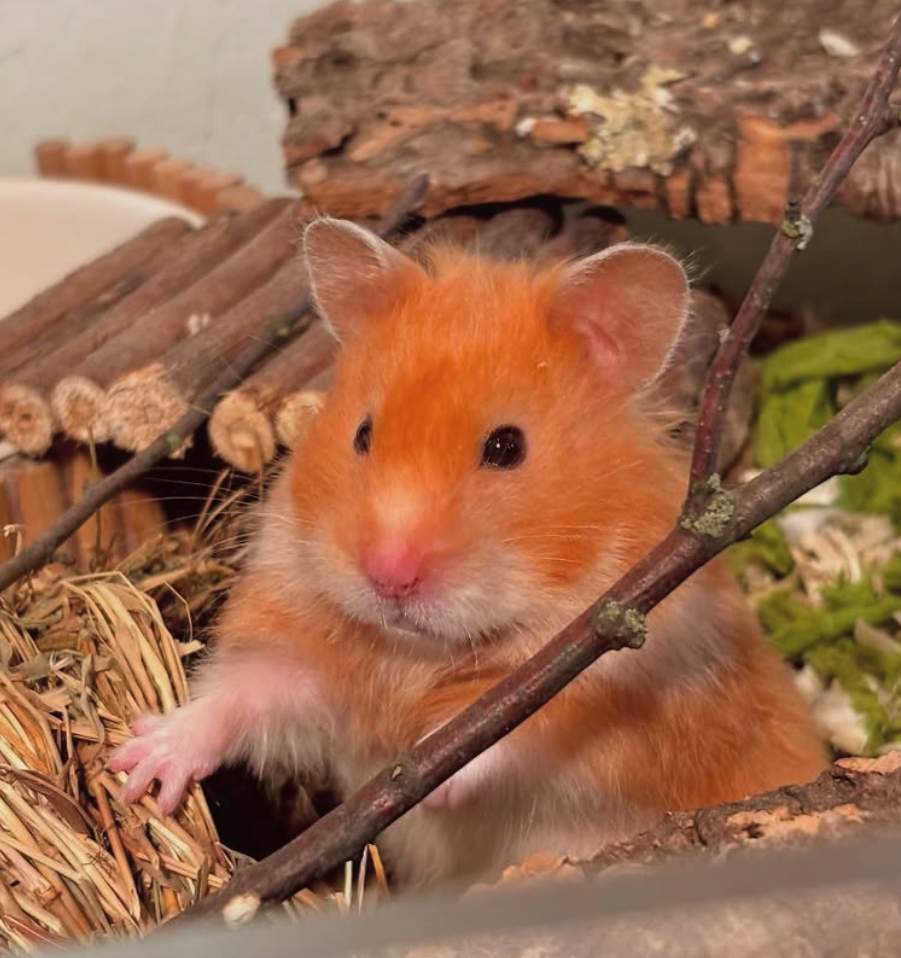 Golden hamster Breeder Mesocricetus auratus 