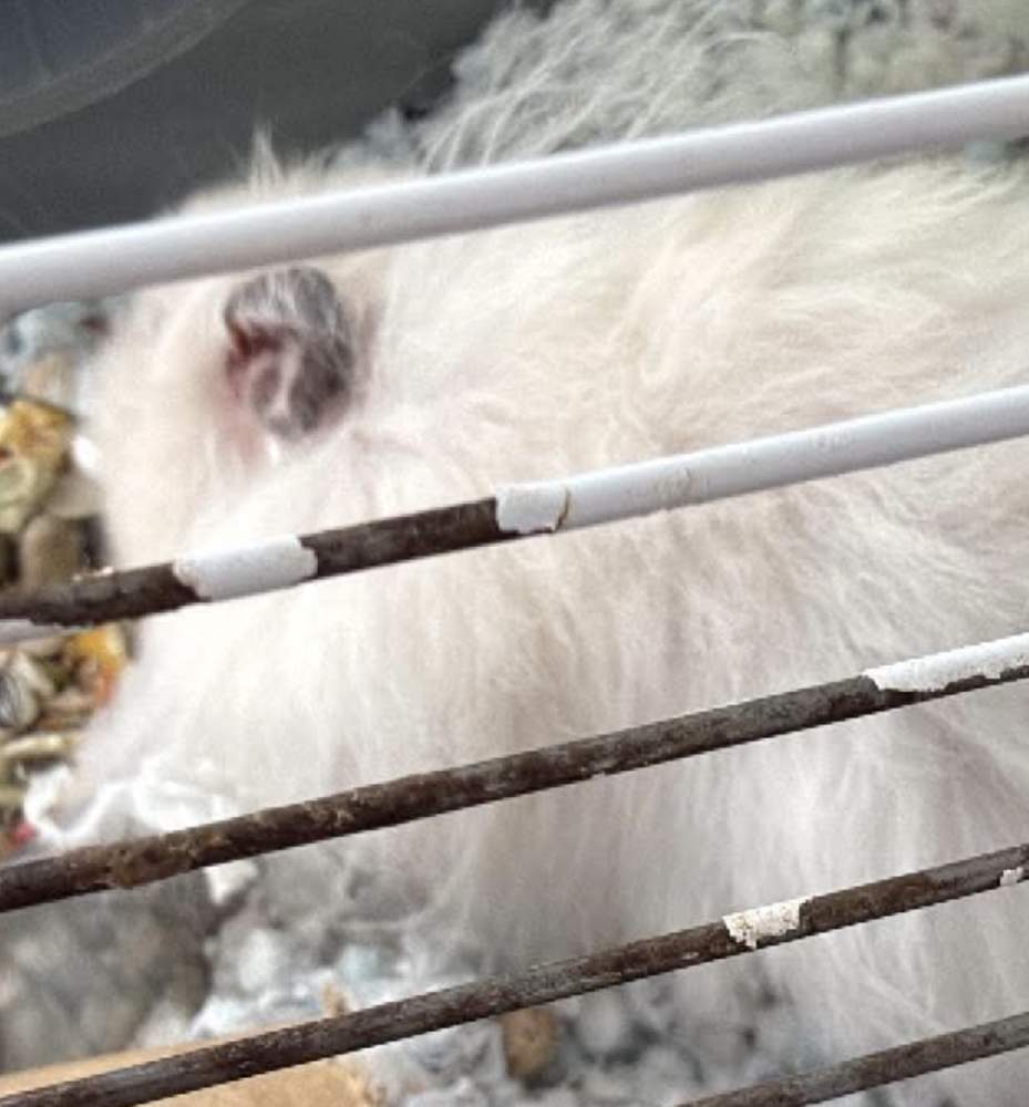 Golden hamster Owned by other Mesocricetus auratus 
