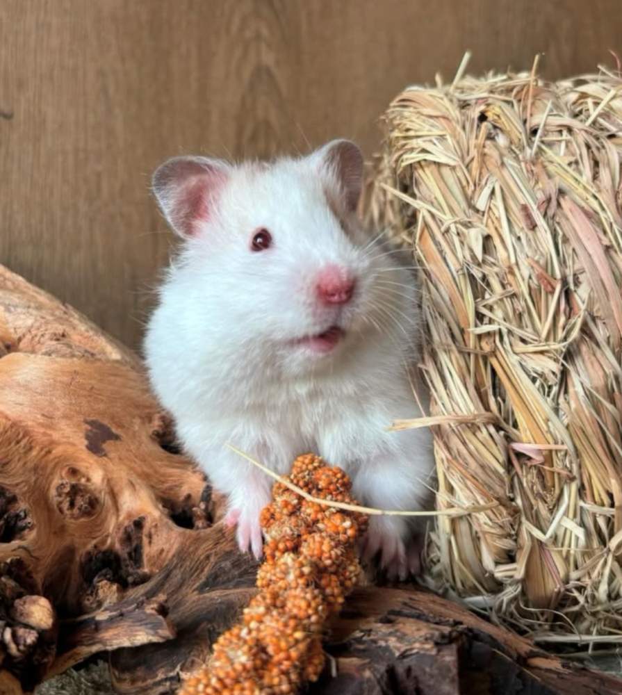 Golden hamster Breeder Mesocricetus auratus 