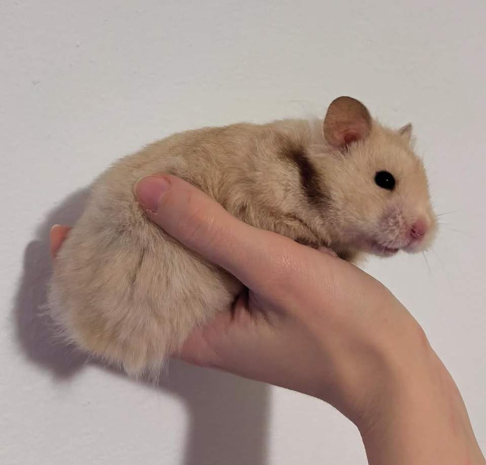 Golden hamster Breeder Mesocricetus auratus 