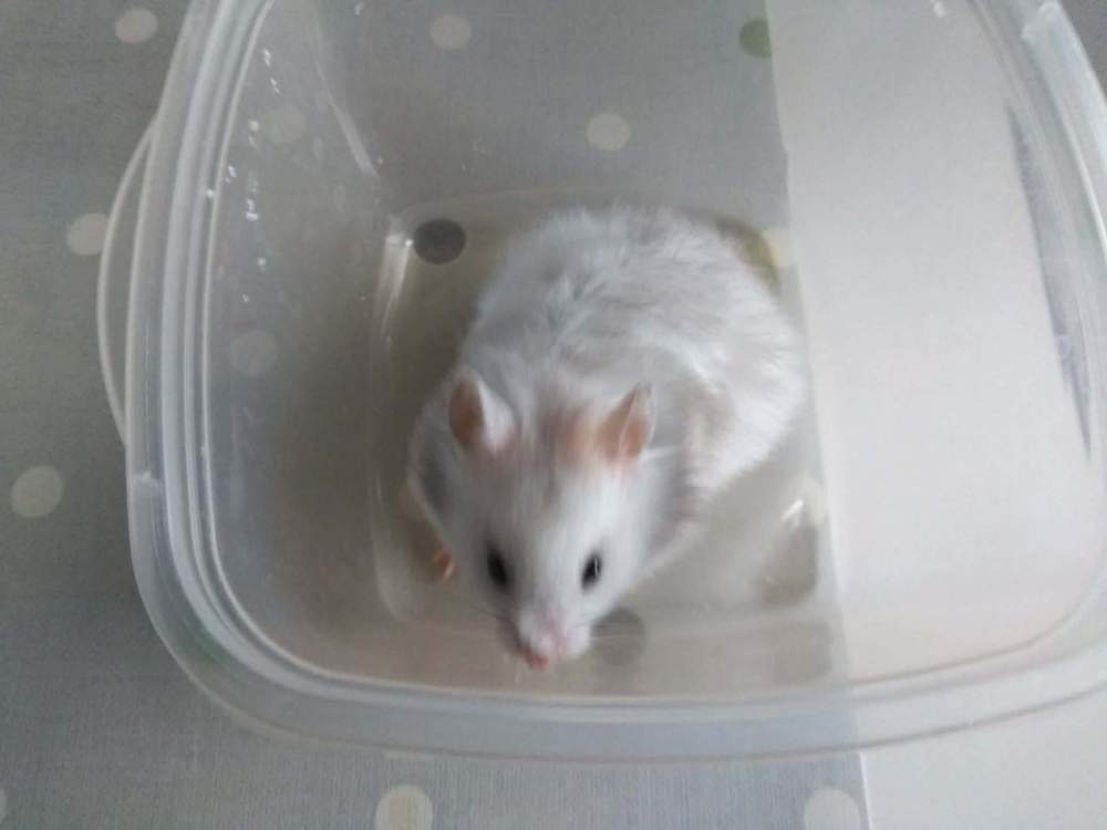 Golden hamster Rehomed Mesocricetus auratus 
