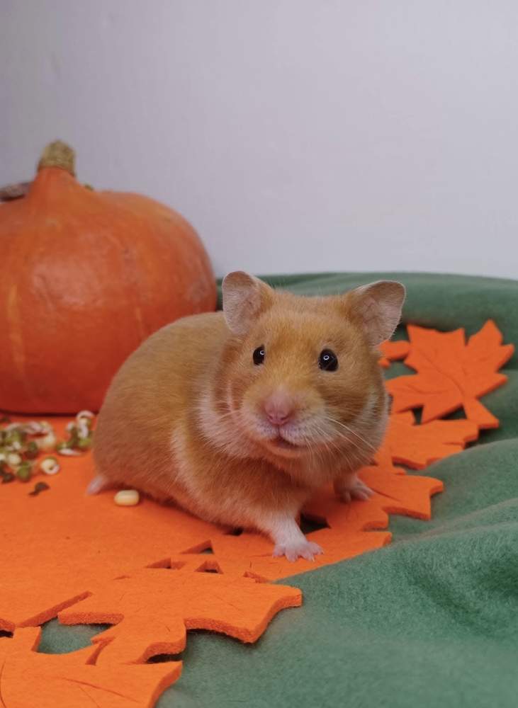 Golden hamster Breeder Mesocricetus auratus 