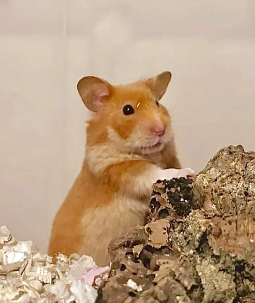 Golden hamster Breeder Mesocricetus auratus 