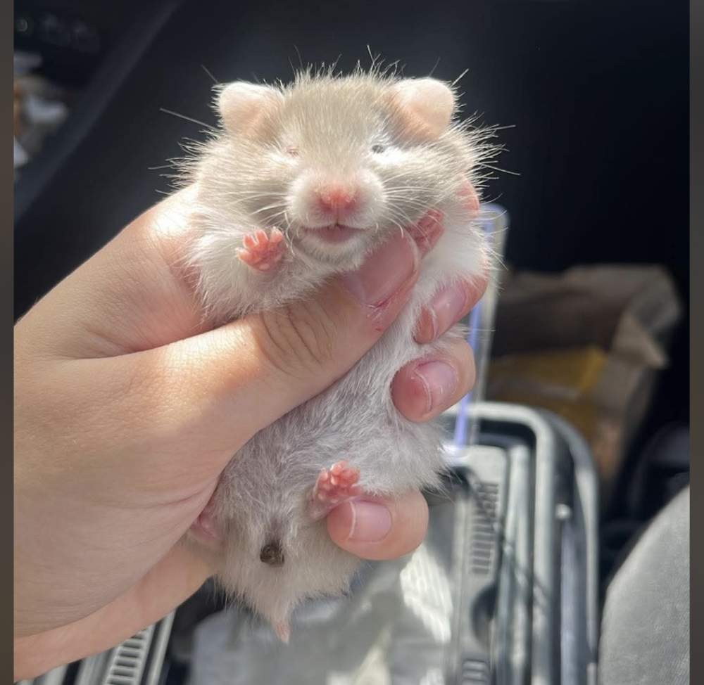 Golden hamster Rehomed Mesocricetus auratus 