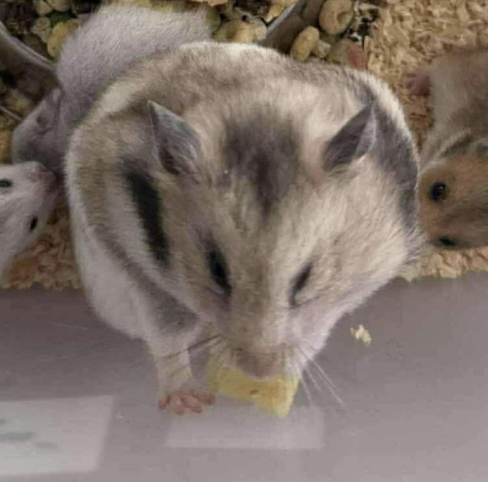 Golden hamster Owned by other Mesocricetus auratus 