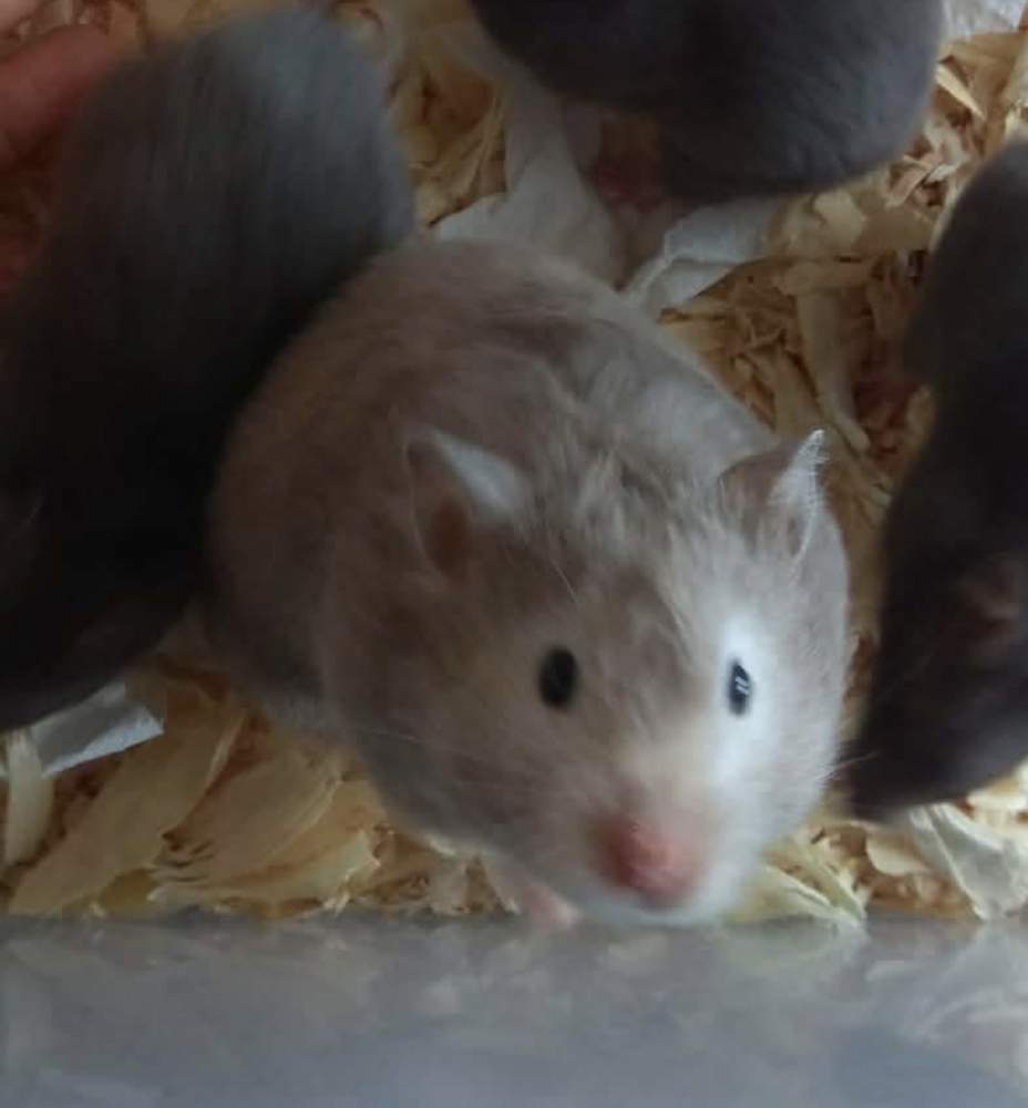 Golden hamster Rehomed Mesocricetus auratus 