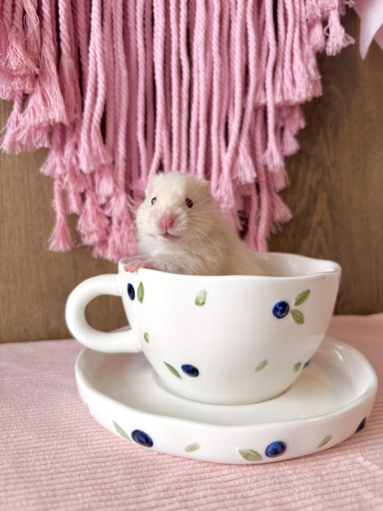 Golden hamster Breeder Mesocricetus auratus 