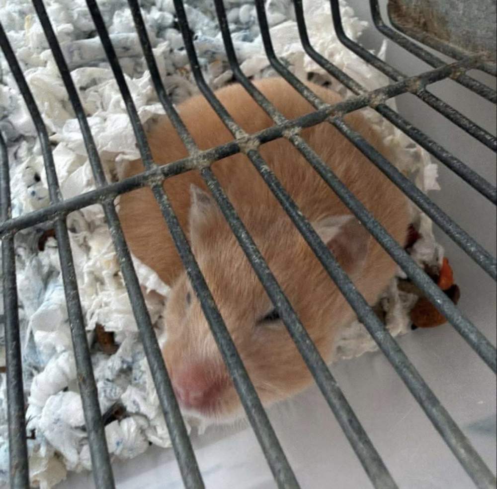 Golden hamster Owned by other Mesocricetus auratus 