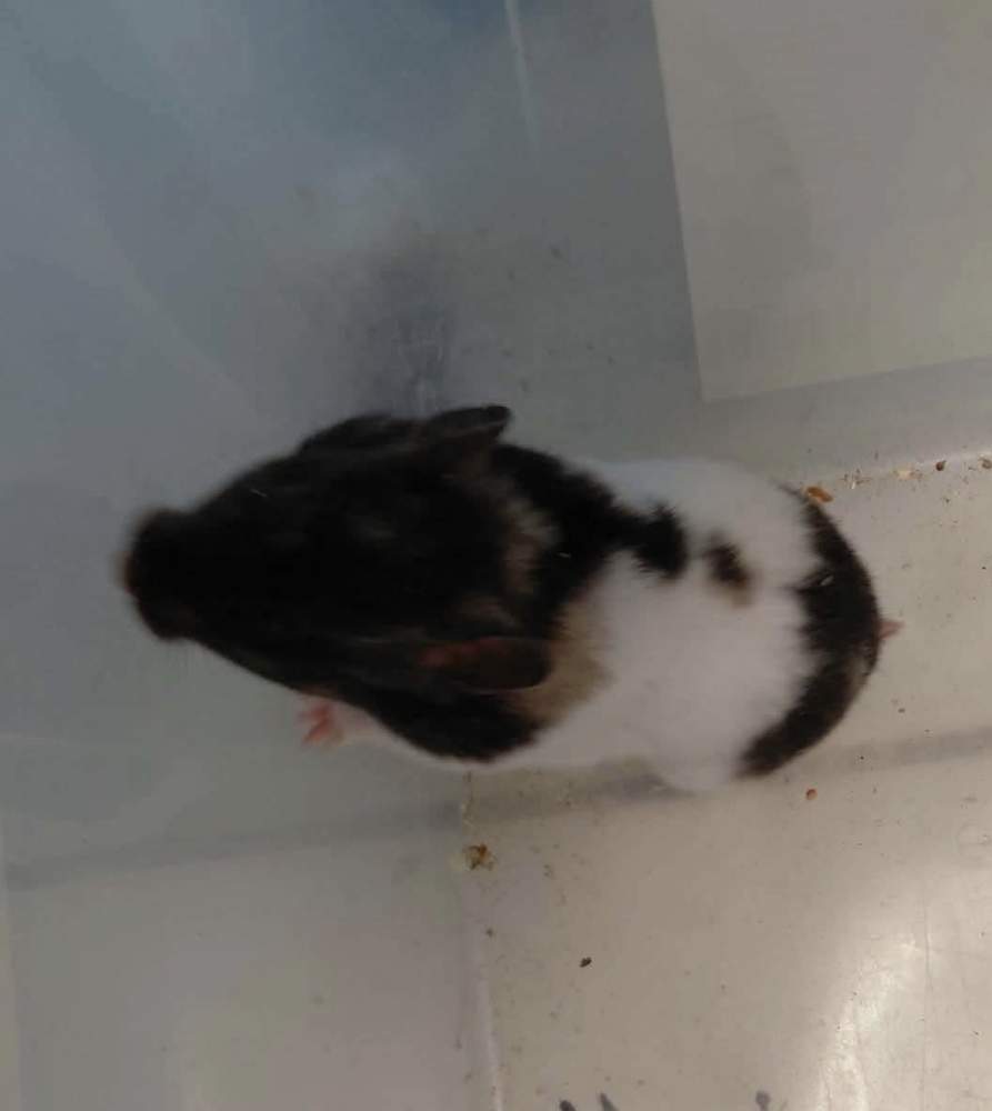 Golden hamster Rehomed Mesocricetus auratus 