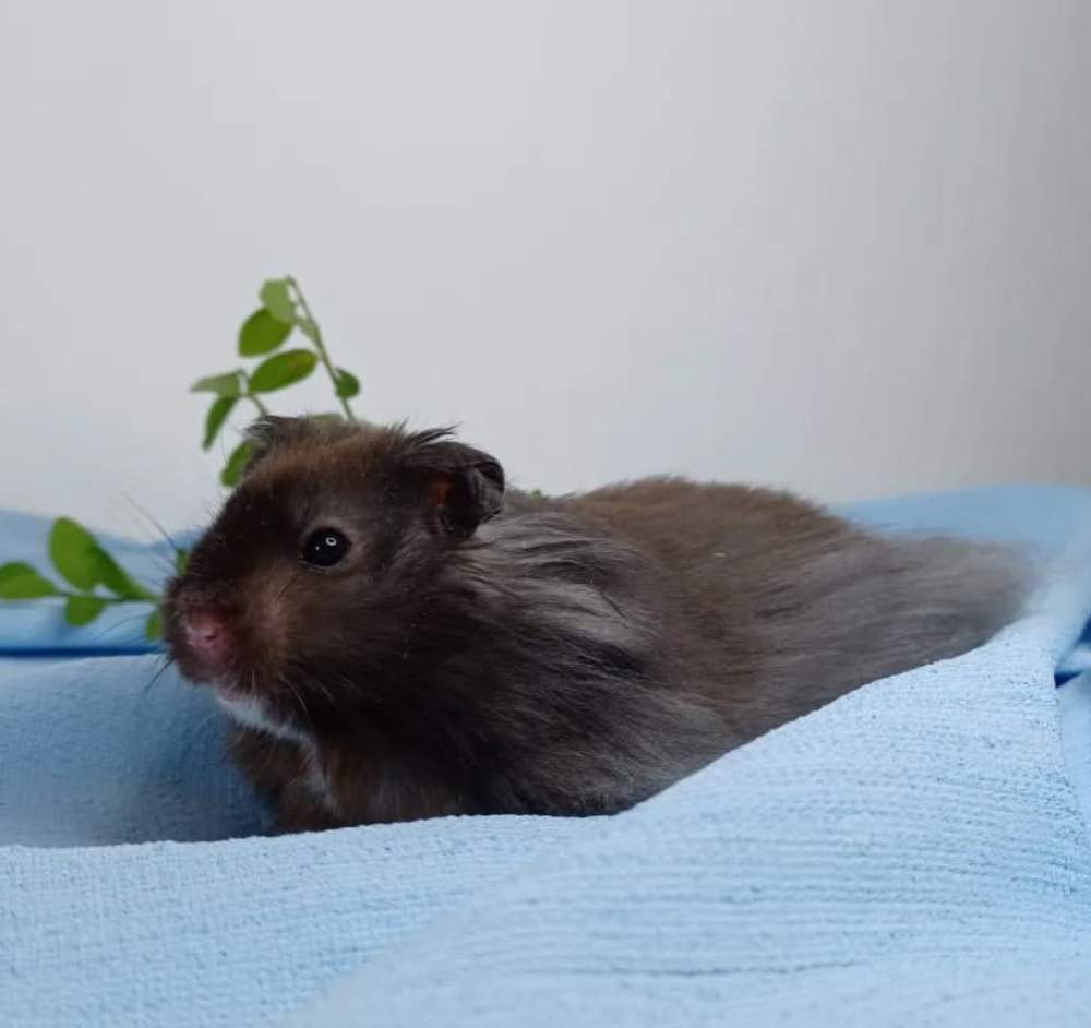 Golden hamster Deceased Mesocricetus auratus 