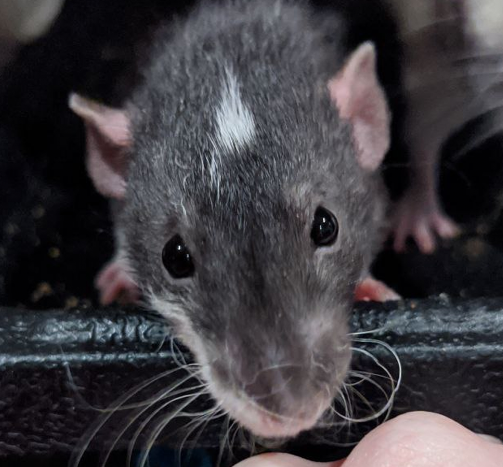 Fancy rat Breeder Rattus norvegicus 