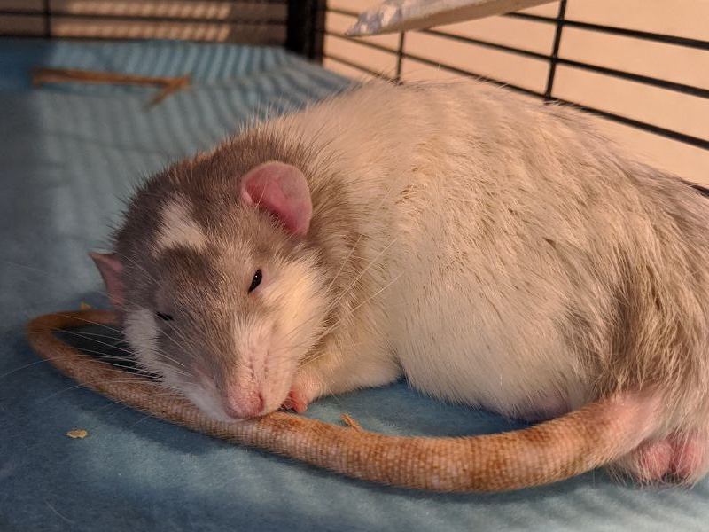 Fancy rat Breeder Rattus norvegicus 