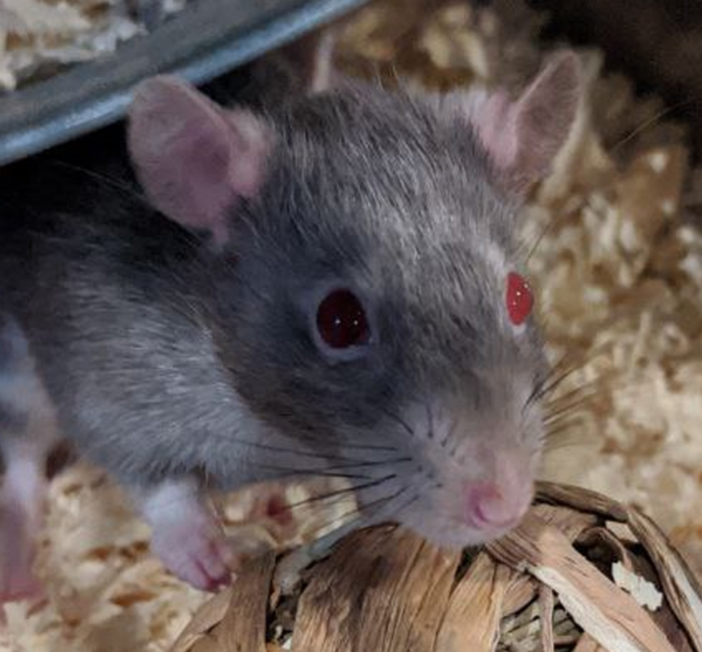 Fancy rat Breeder Rattus norvegicus 