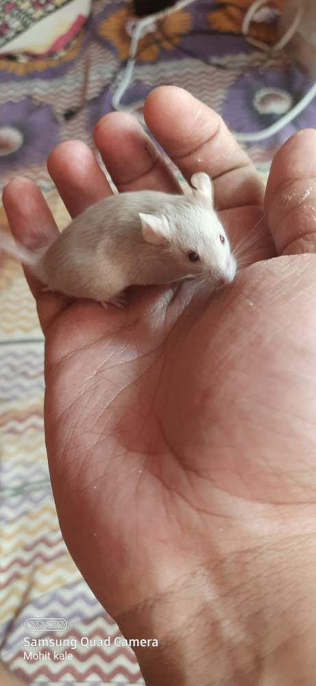 Fancy mouse Pet only Mus musculus 