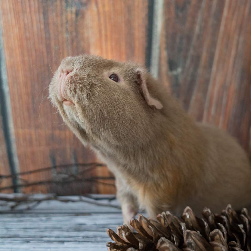 US Teddy guinea pig Breeder Cavia porcellus 