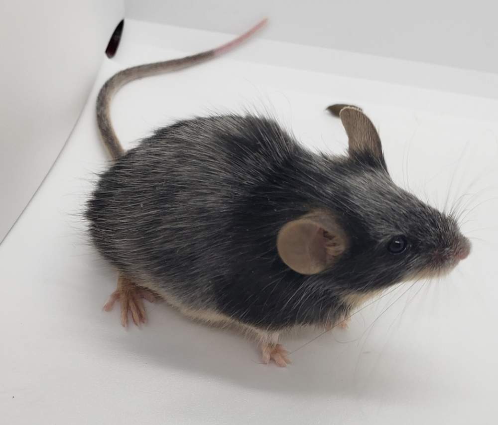 Fancy mouse Pet only Mus musculus 