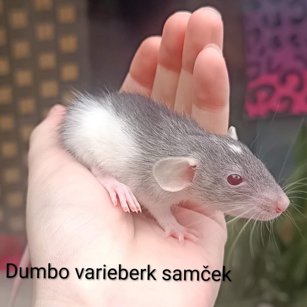 Fancy rat Available for rehoming Rattus norvegicus 