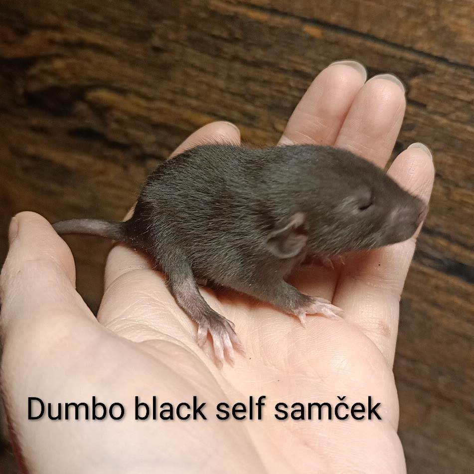 Fancy rat Available for rehoming Rattus norvegicus 