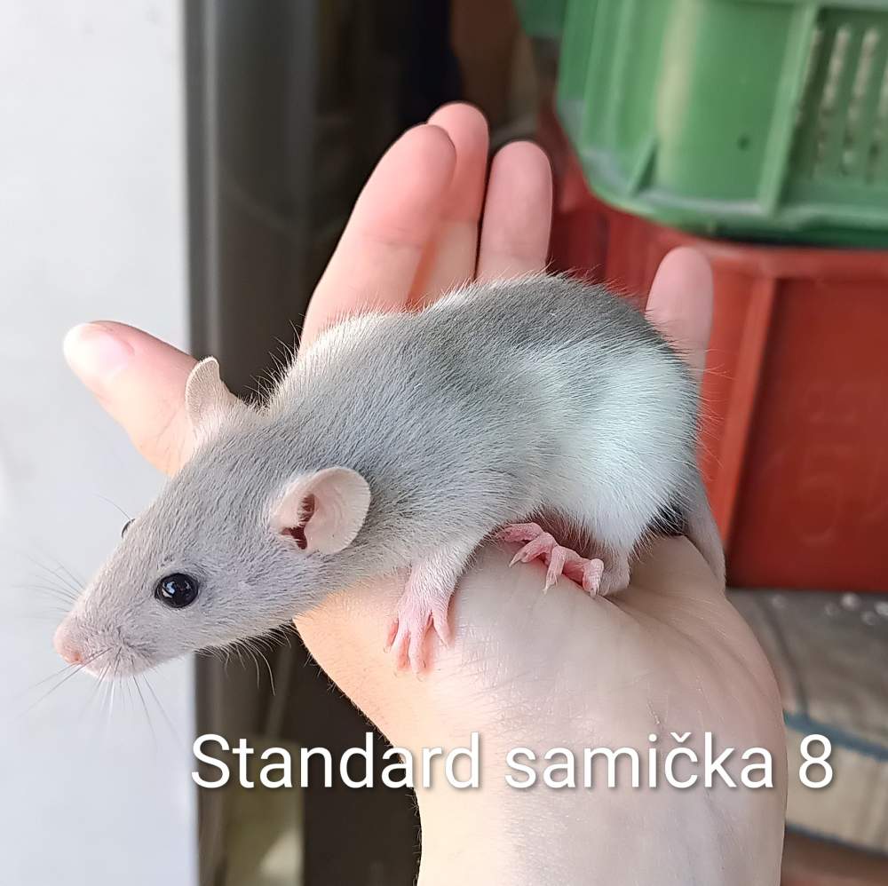 Fancy rat Available for rehoming Rattus norvegicus 