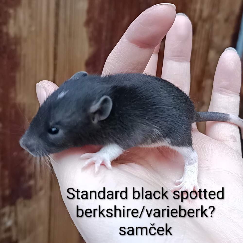 Fancy rat Available for rehoming Rattus norvegicus 