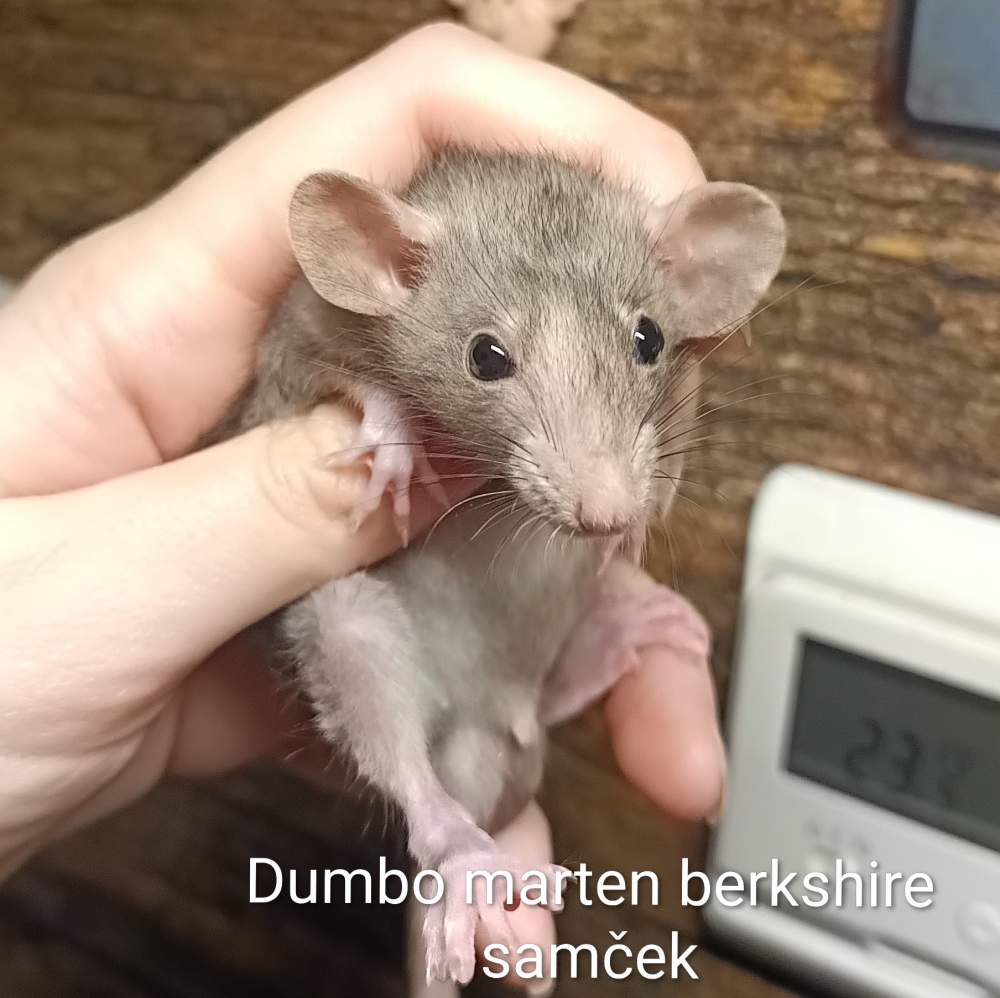 Fancy rat Available for rehoming Rattus norvegicus 