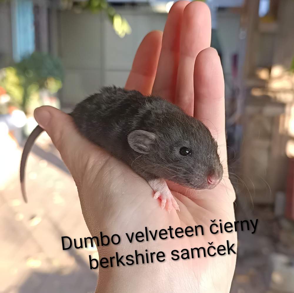 Fancy rat Available for rehoming Rattus norvegicus 