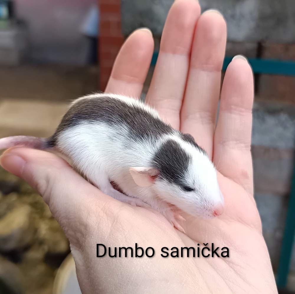 Fancy rat Available for rehoming Rattus norvegicus 