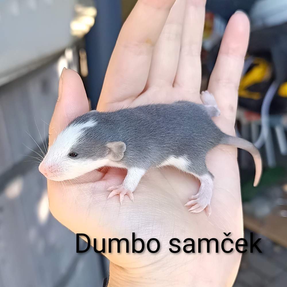 Fancy rat Available for rehoming Rattus norvegicus 