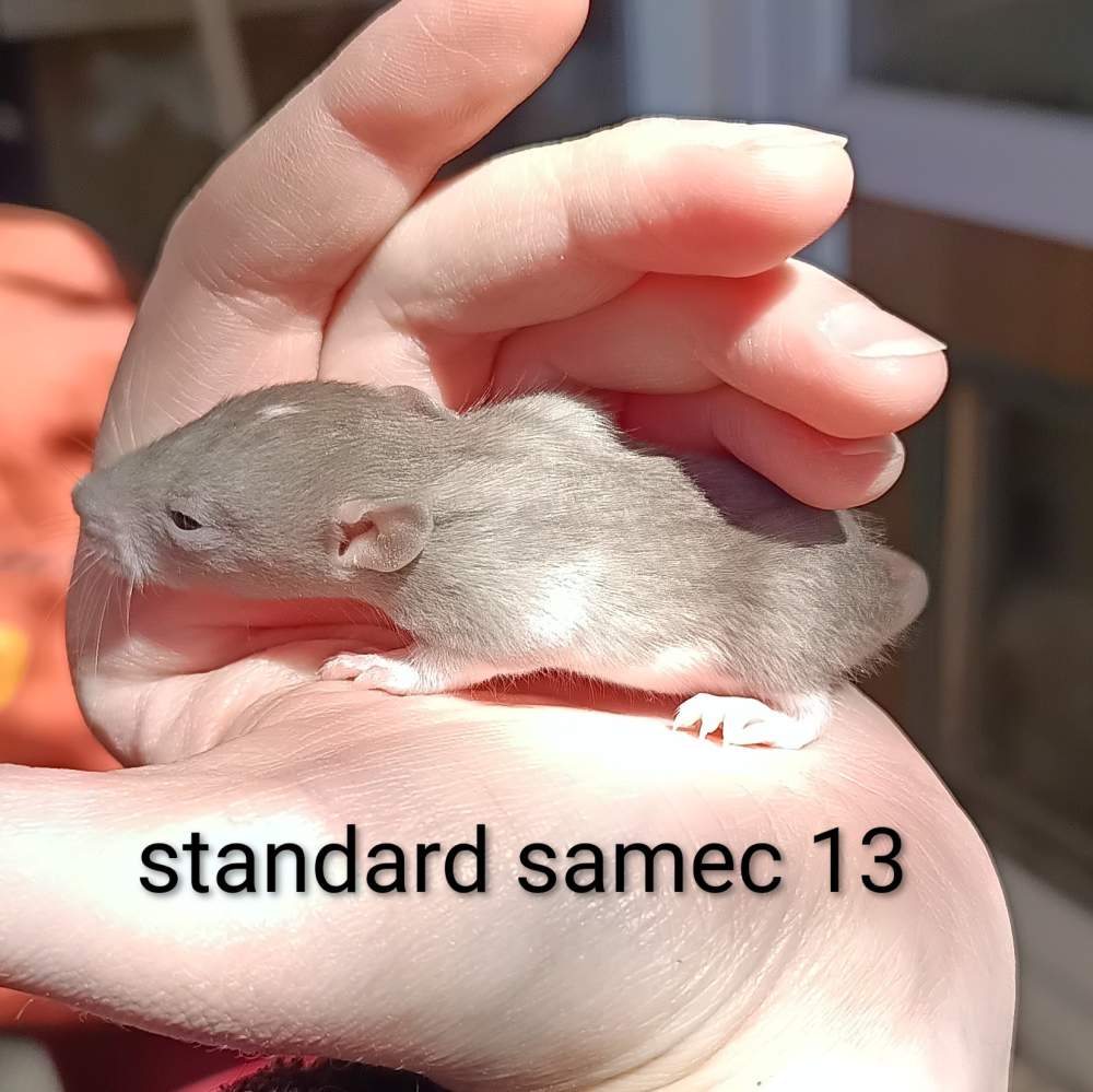 Fancy rat Available for rehoming Rattus norvegicus 