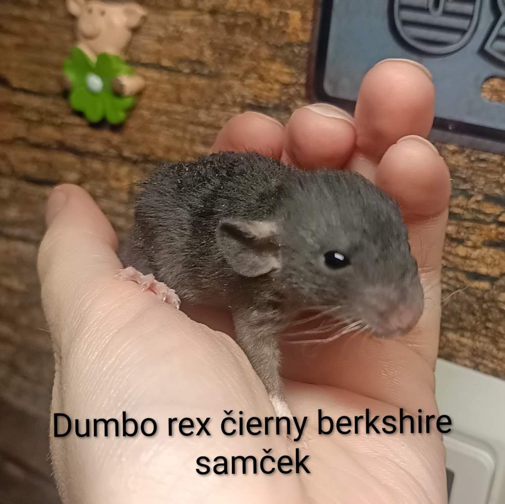 Fancy rat Available for rehoming Rattus norvegicus 