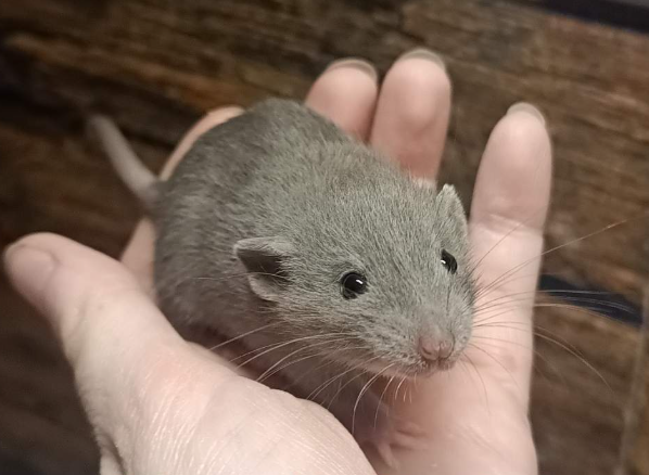 Fancy rat Available for rehoming Rattus norvegicus 
