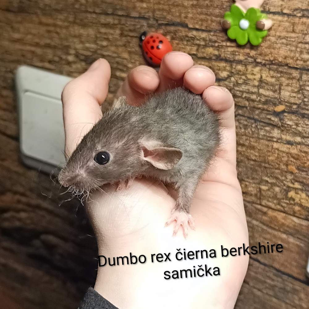 Fancy rat Available for rehoming Rattus norvegicus 