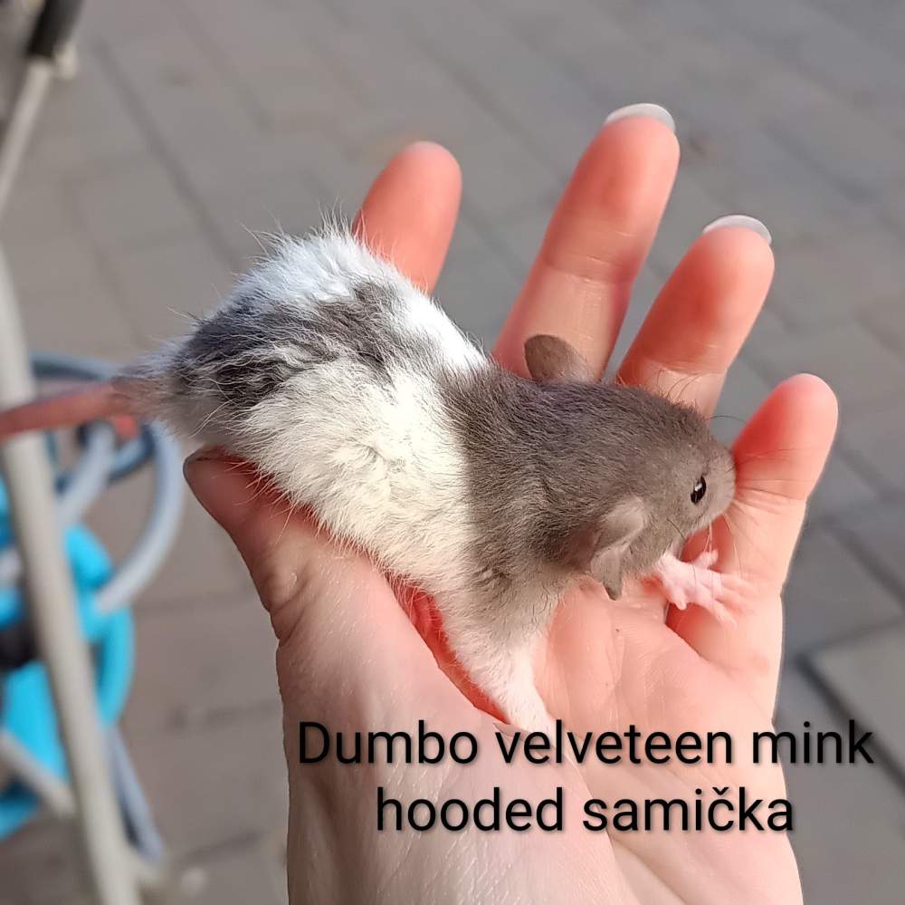 Fancy rat Available for rehoming Rattus norvegicus 