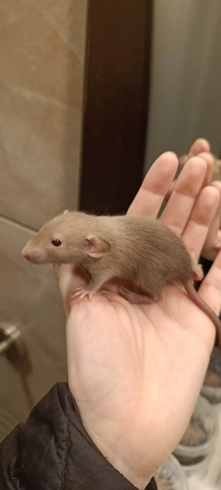 Fancy rat Available for rehoming Rattus norvegicus 