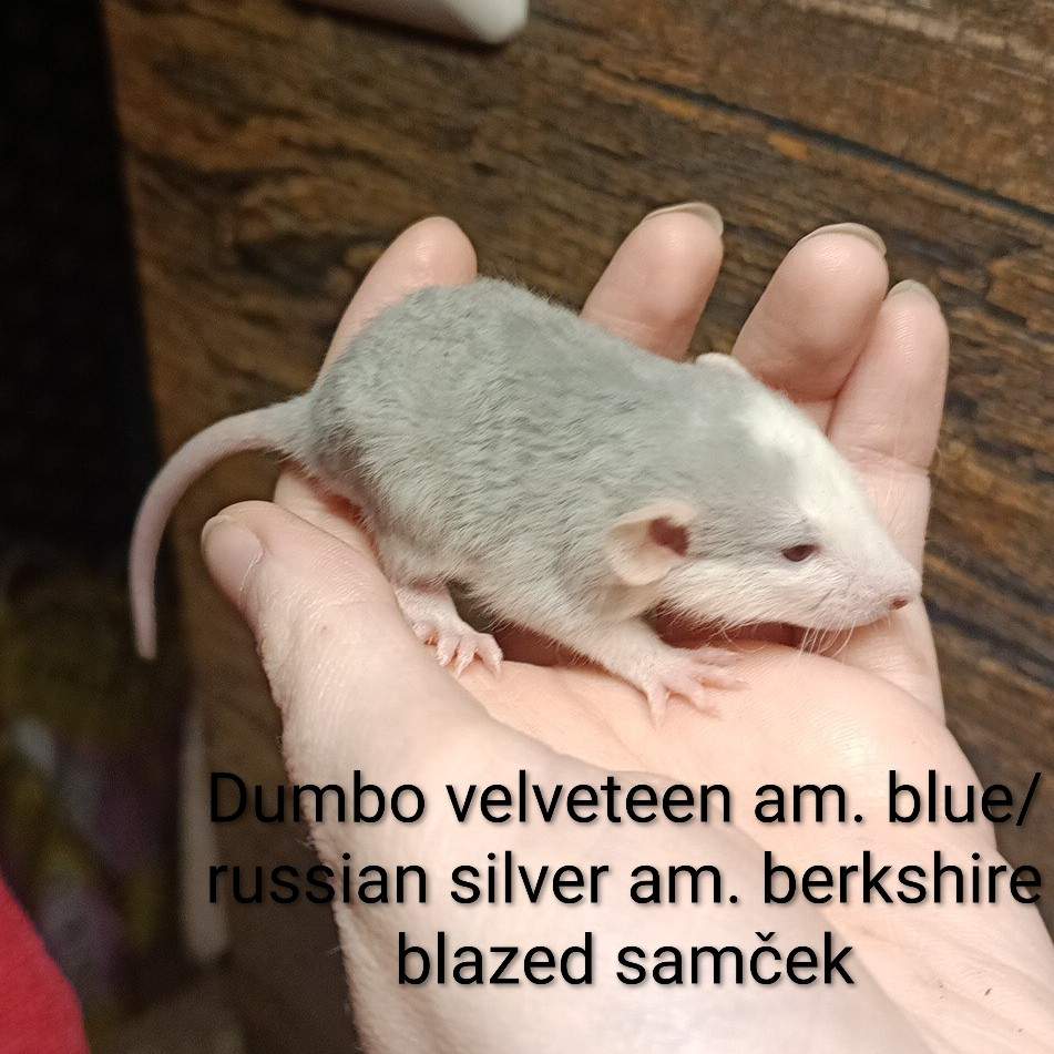 Fancy rat Available for rehoming Rattus norvegicus 