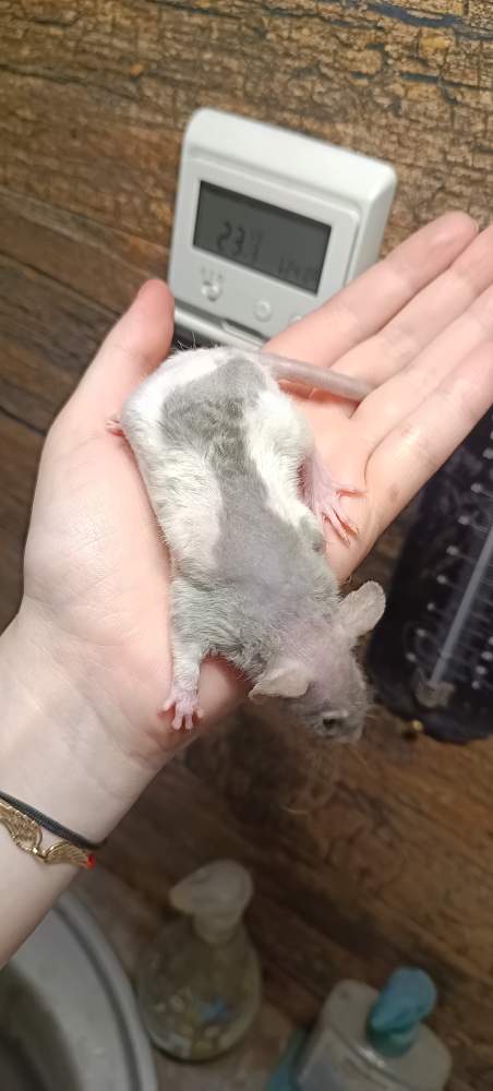 Fancy rat Available for rehoming Rattus norvegicus 