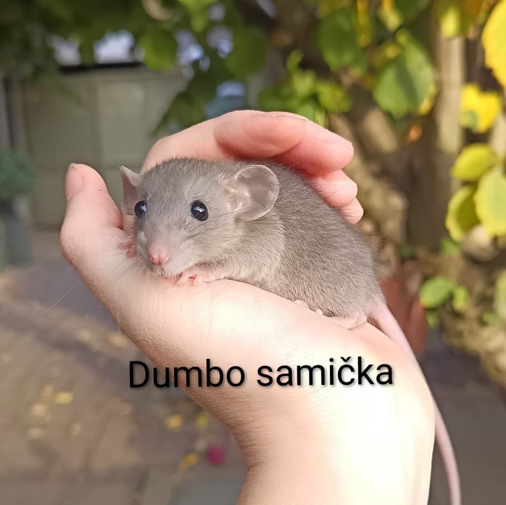 Fancy rat Available for rehoming Rattus norvegicus 